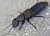 Ocypus olens